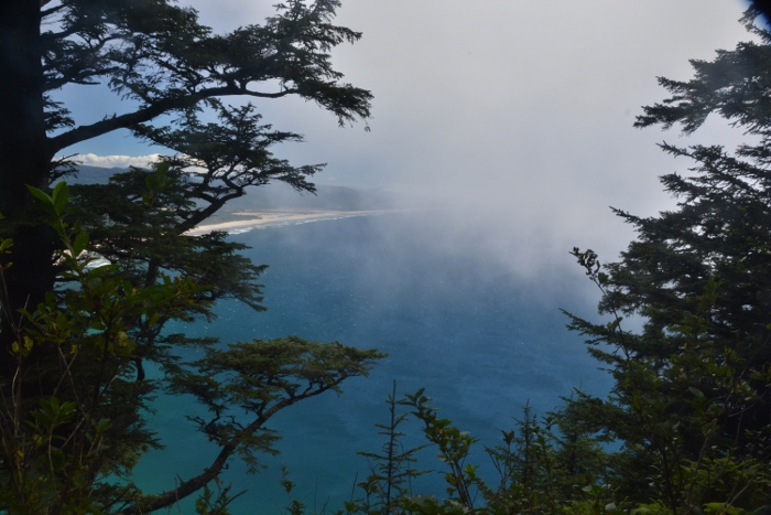 A view of the water throught the trees and fog